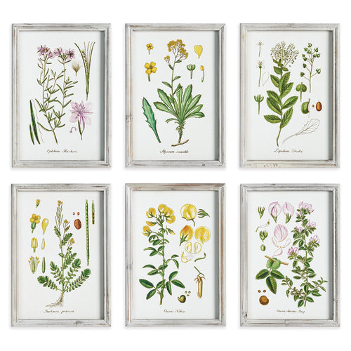 Perennial Botanical Study Wall Art Set of 6