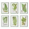 Layered Fern Print Wall Art Set of 6