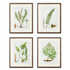 Structural Fern Study Wall Art Set of 4