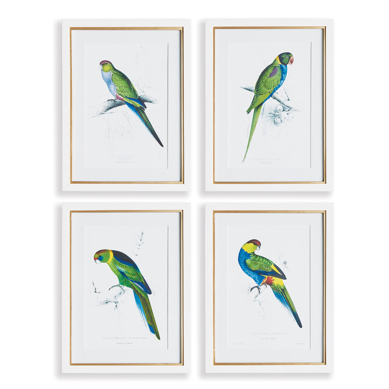 Colorful Parrots Print Wall Art Set of 4