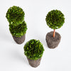 Boxwood Mini Topiaries Drop in Faux Plant Set of 3