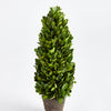 Boxwood Cone Topiary Drop-In Faux Plant