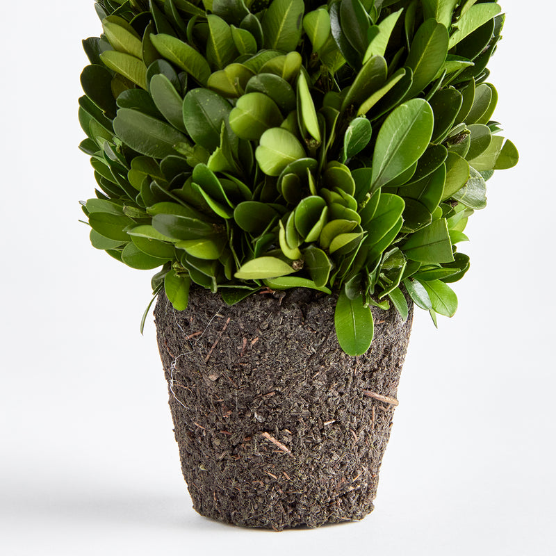 Boxwood Cone Topiary Drop-In Faux Plant