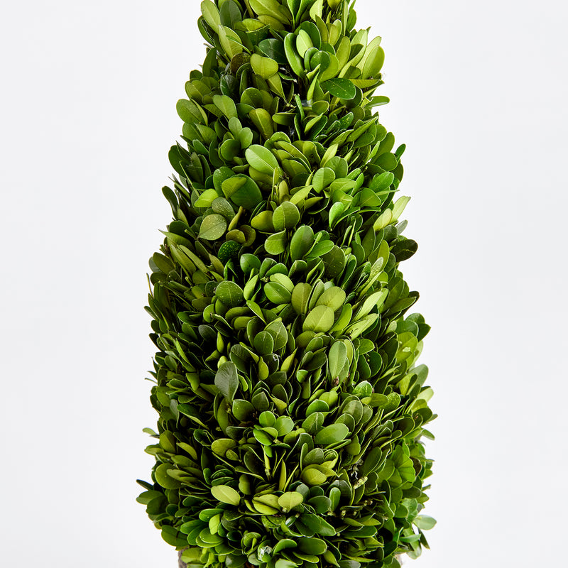 Boxwood Cone Topiary Drop-In Faux Plant