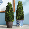 Boxwood Cone Topiary Drop-In Faux Plant