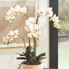 Phalaenopsis Orchid II Drop-In Faux Plant