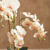 Phalaenopsis Orchid II Drop-In Faux Plant