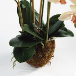 Phalaenopsis Orchid II Drop-In Faux Plant