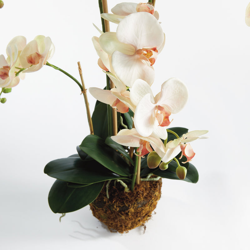 Phalaenopsis Orchid II Drop-In Faux Plant