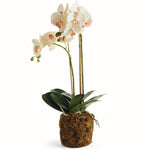 Phalaenopsis Orchid II Drop-In Faux Plant