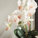 Phalaenopsis Orchid II Drop-In Faux Plant