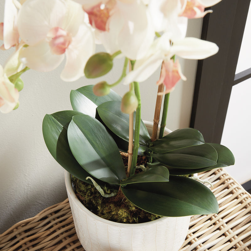 Phalaenopsis Orchid II Drop-In Faux Plant