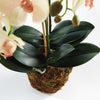 Phalaenopsis Orchid II Drop-In Faux Plant