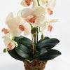 Phalaenopsis Orchid II Drop-In Faux Plant