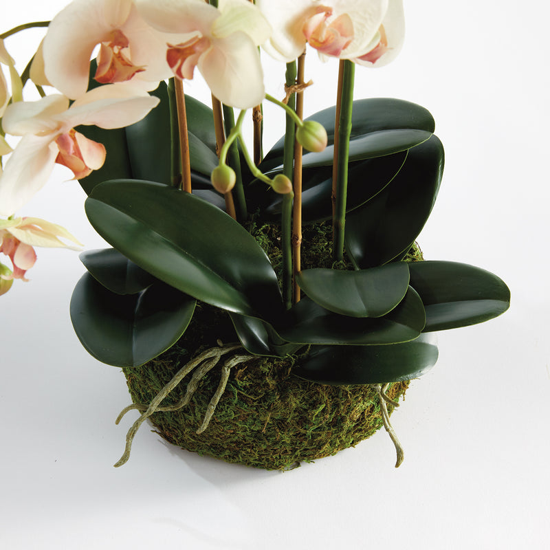 Phalaenopsis Orchid Bowl 18.5in Drop-In Faux Plant