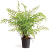 Soft Fern Drop-In Faux Plant