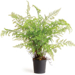 Soft Fern Drop-In Faux Plant