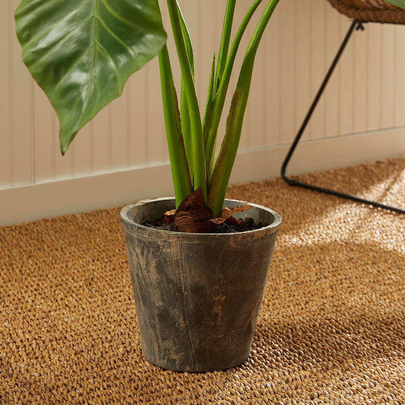 Alocasia Potted Plant