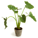 Alocasia Potted Plant