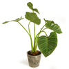 Alocasia Potted Plant