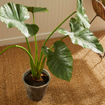 Alocasia Potted Plant