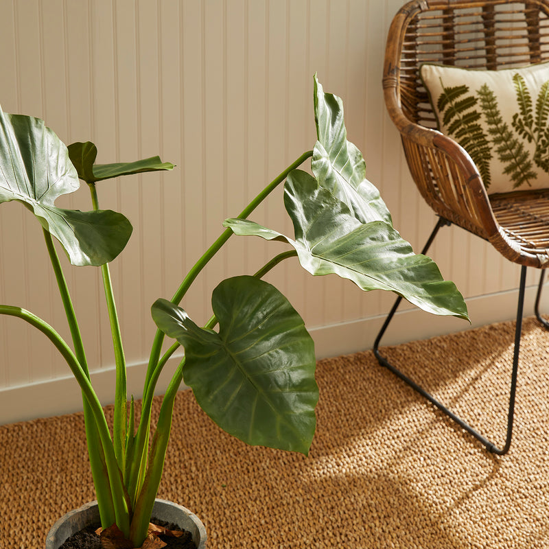 Alocasia Potted Plant