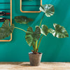 Alocasia Potted Plant