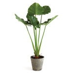 Alocasia Potted Plant