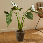 Alocasia Potted Plant