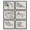 Berry Branch Botanical Study Wall Art Set of 6