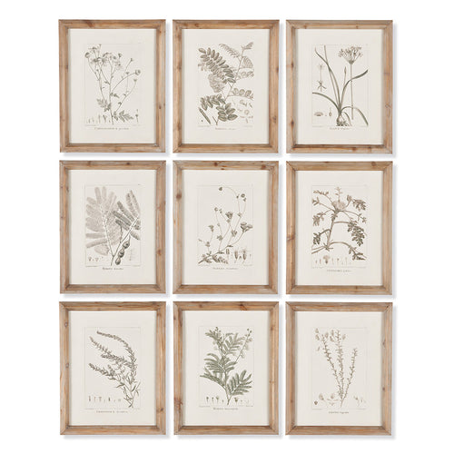 Botanical Illustrations Wall Art Set of 9