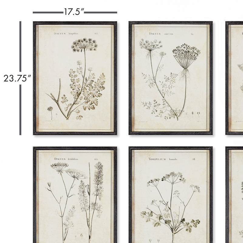 Wildflower Study Wall Art Set of 6