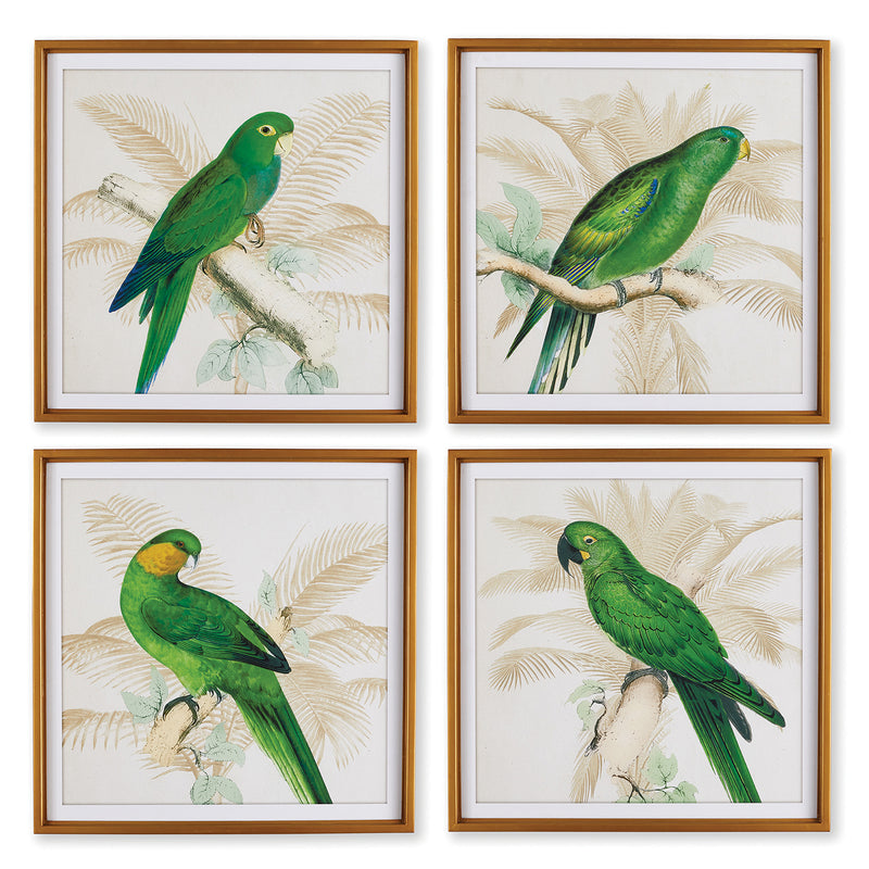 Green Parrots Study Wall Art Set of 4