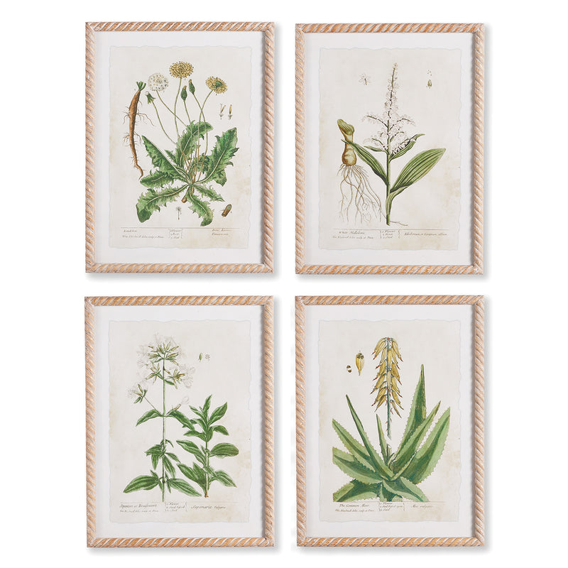 Vintage Botanical Study Wall Art Set of 4