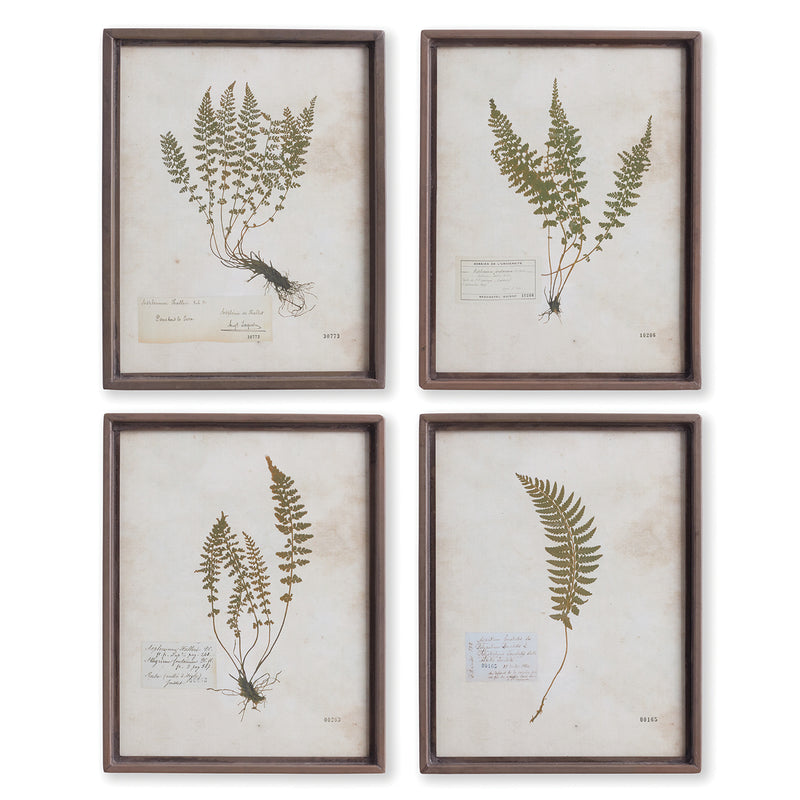 Petite Frond Wall Art Set of 4