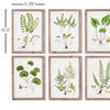 Shade Garden Study Wall Art Set of 6