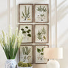 Shade Garden Study Wall Art Set of 6