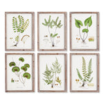 Shade Garden Study Wall Art Set of 6