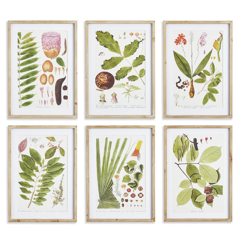 Leaf Botanical Study Wall Art Set of 6