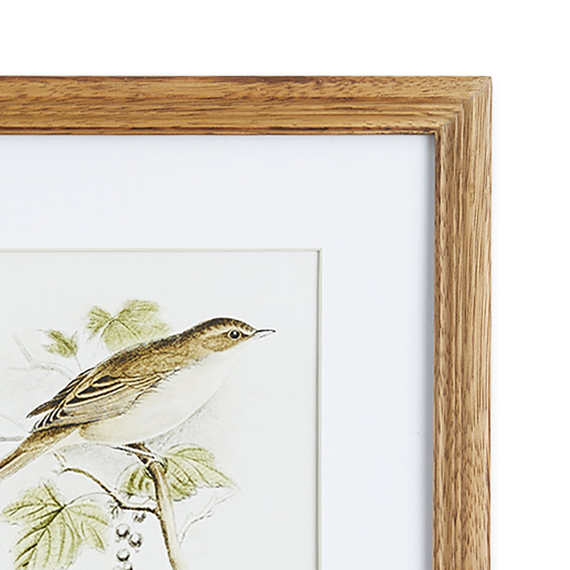 Perching Bird Study Petite Wall Art Set of 4