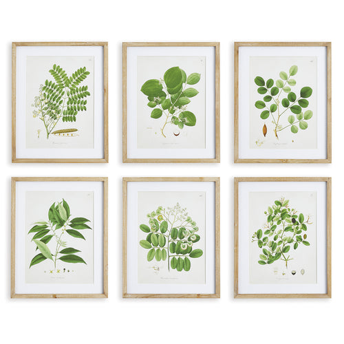 Tree Leaf Study Wall Art Set of 6