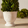 Boxwood Cone Topiary in Pot