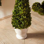 Boxwood Cone Topiary in Pot