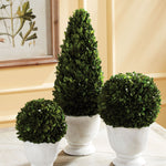 Boxwood Cone Topiary in Pot