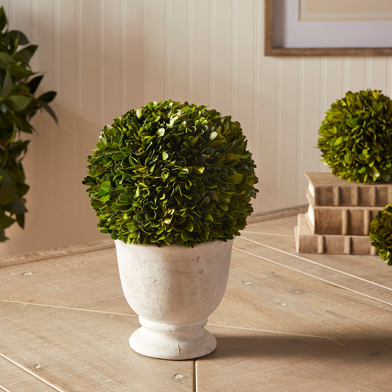 Boxwood Ball Topiary In Pot