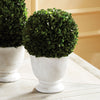 Boxwood Ball Topiary In Pot