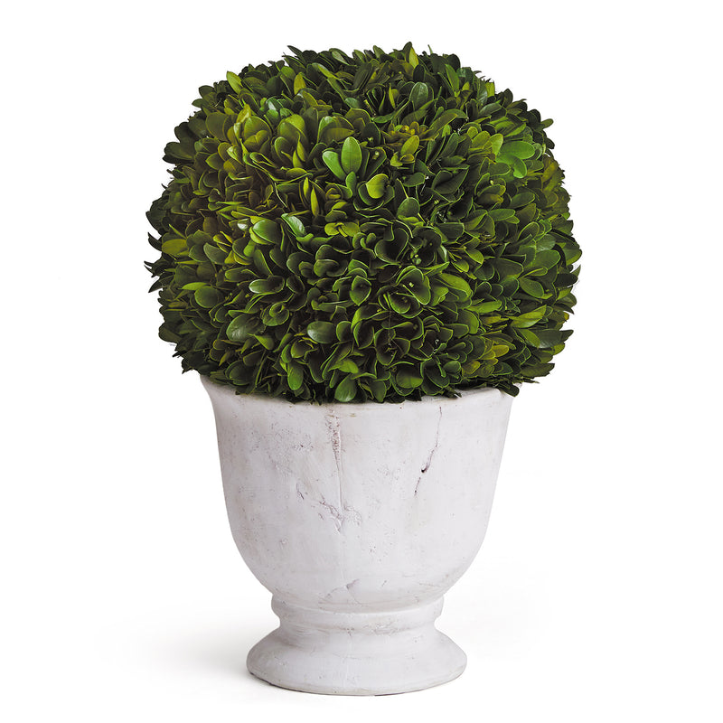 Boxwood Ball Topiary In Pot