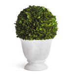 Boxwood Ball Topiary In Pot