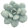 Phillips Collection Laui Succulent Wall Art