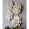 Phillips Collection Oviferum Succulent Wall Art